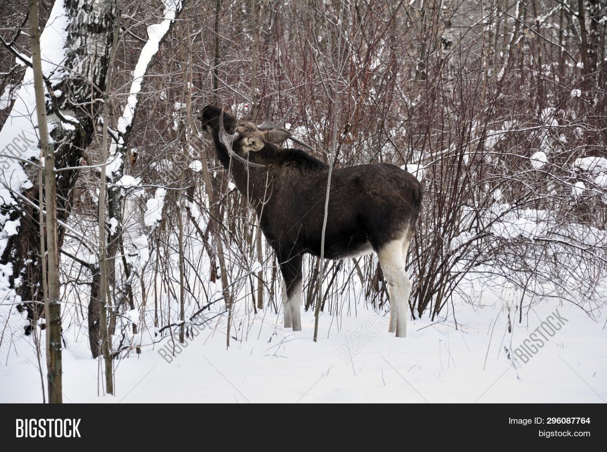 Лось ест кустарник