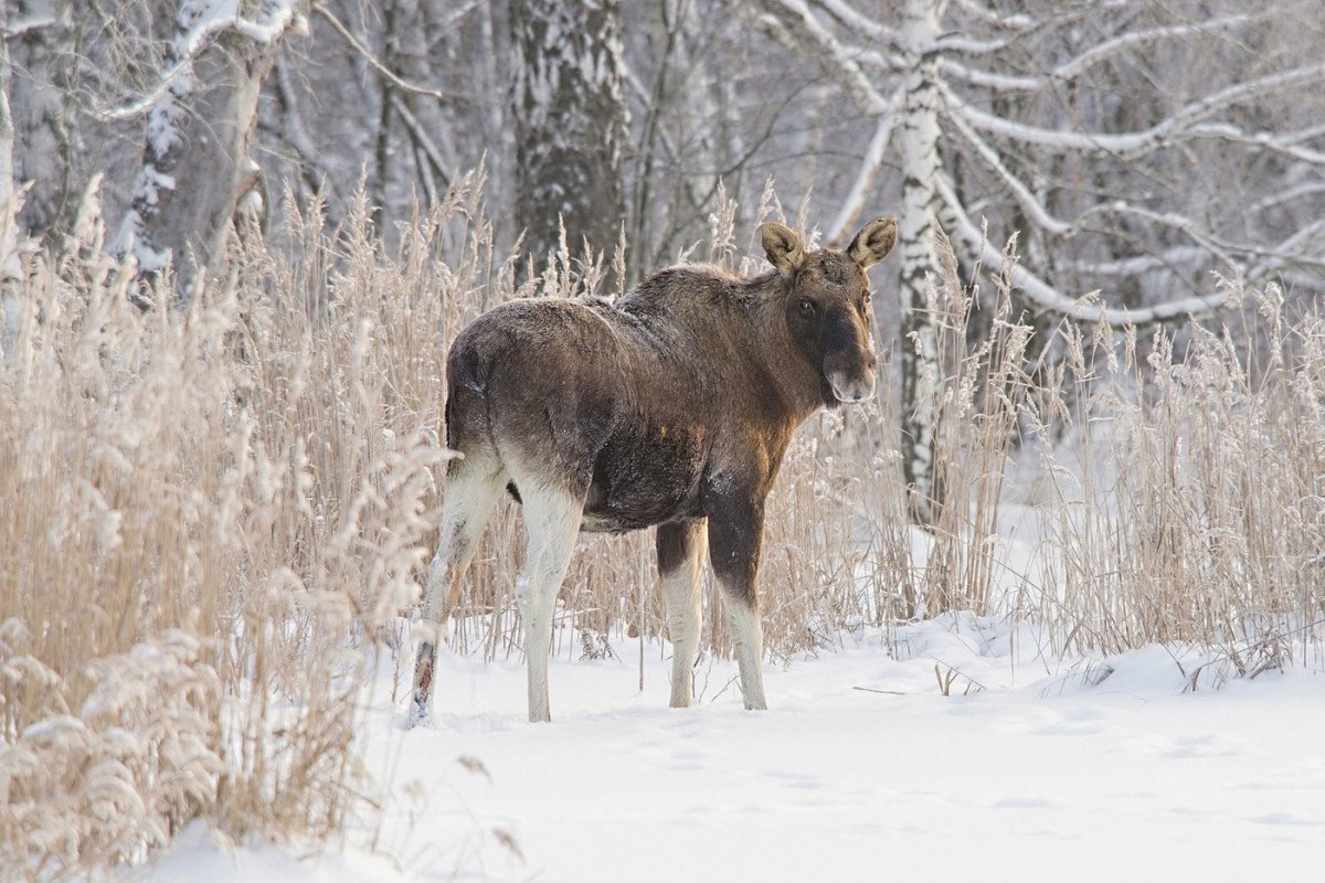 Европейский Лось Лосиный остров
