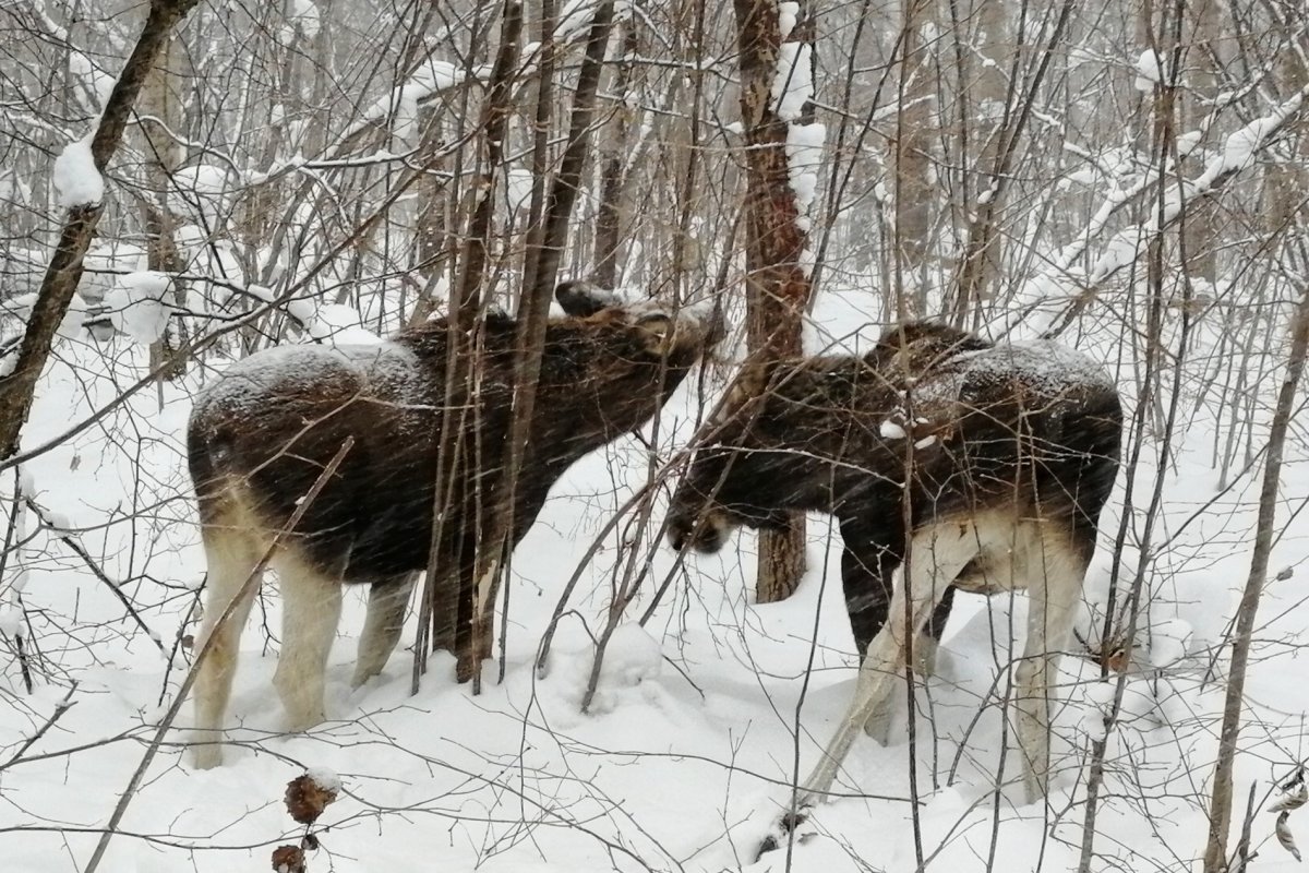 Ядовитые лоси