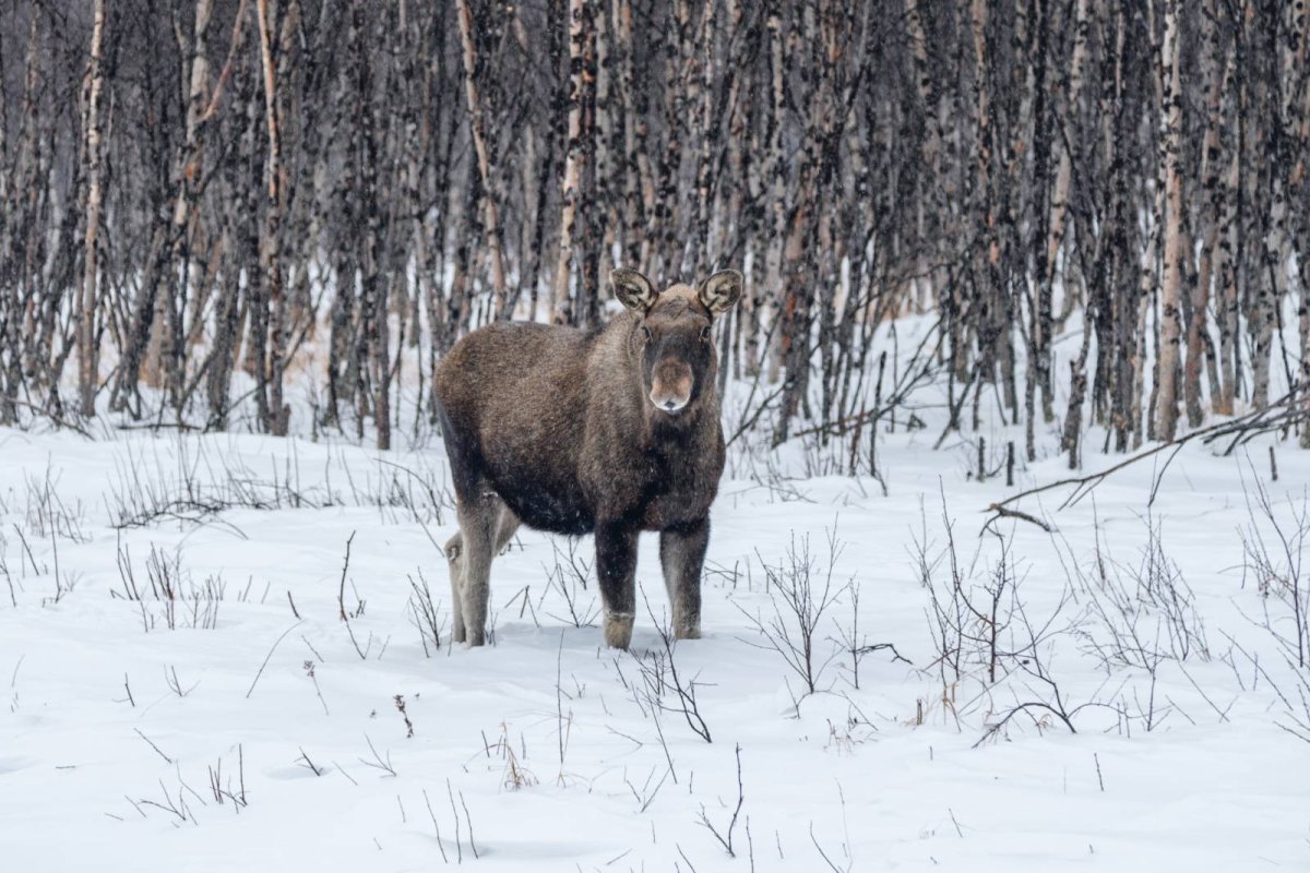 Сбежавший Лось