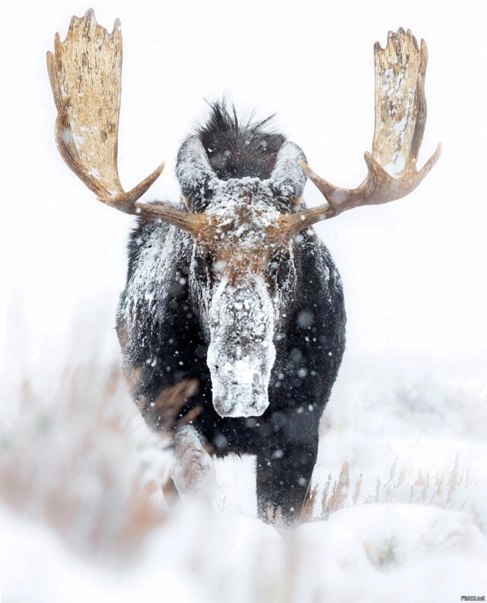 Лосиха зимой