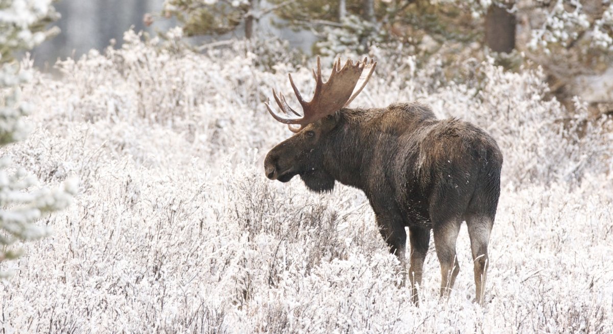 Якутский Лось