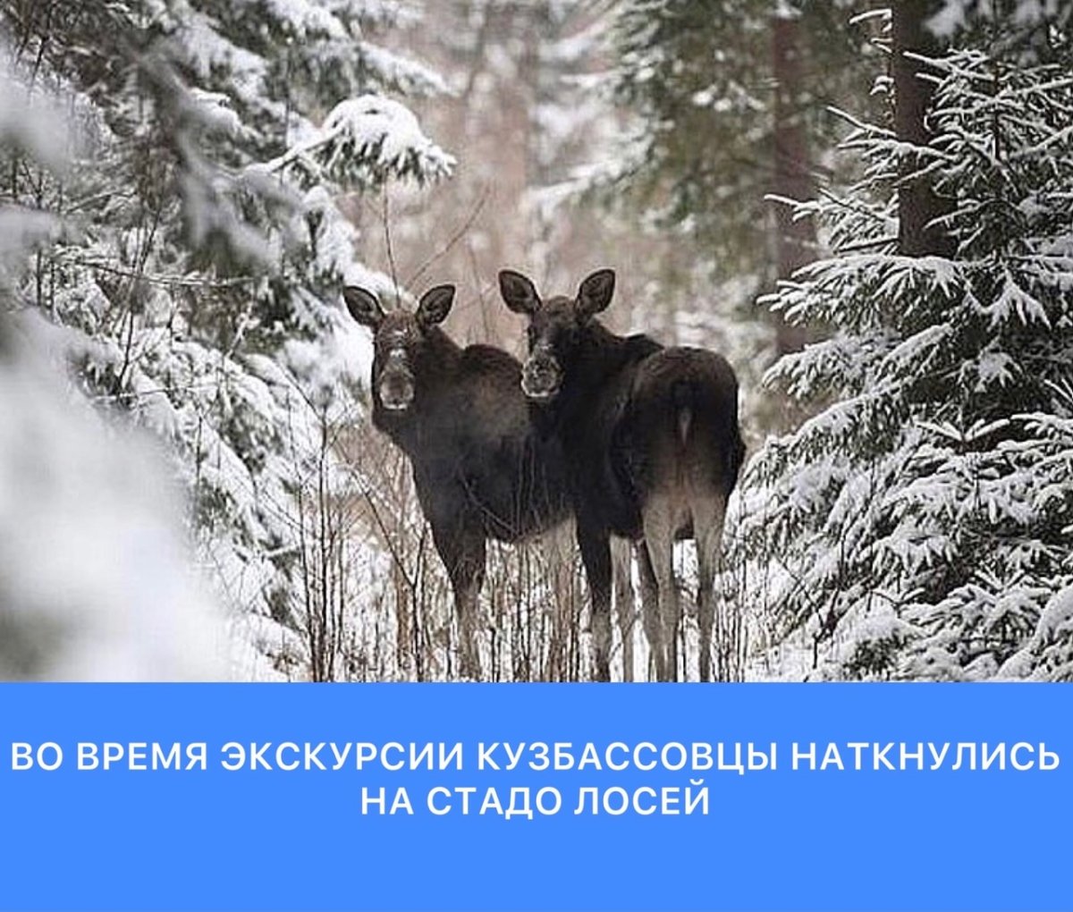Лось в зимнем лесу