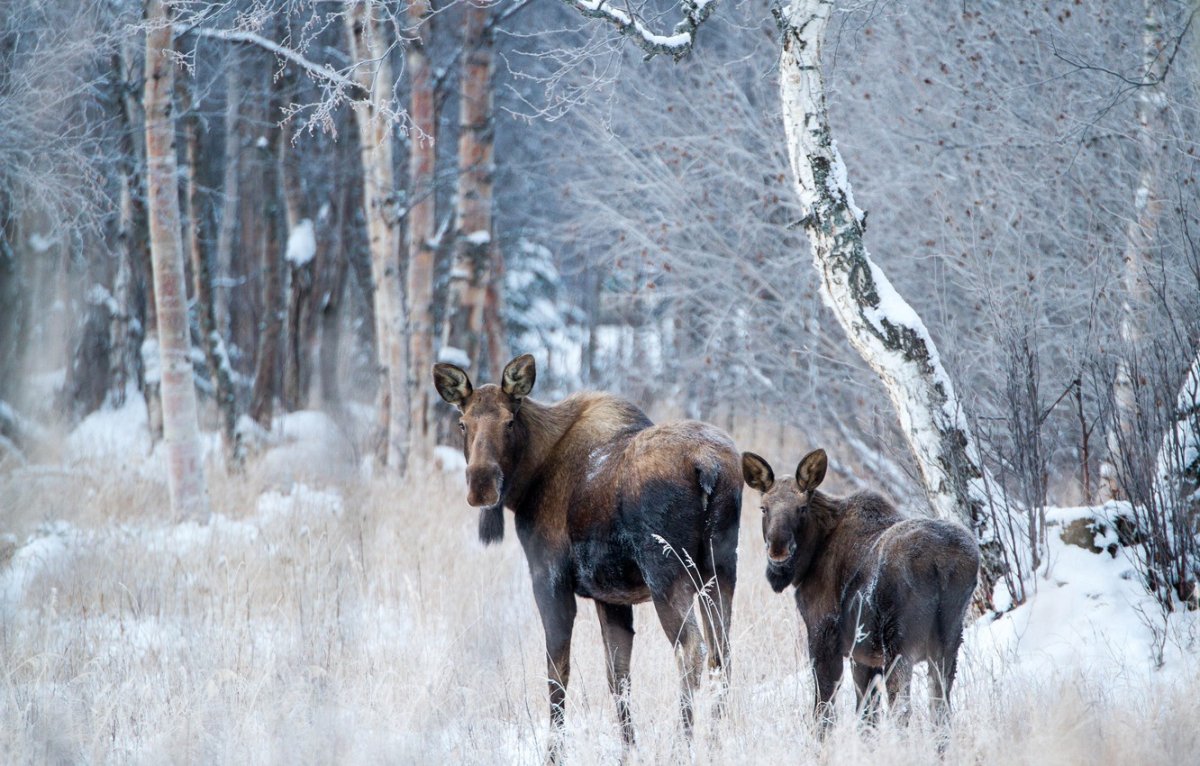 Лось зимой в лесу