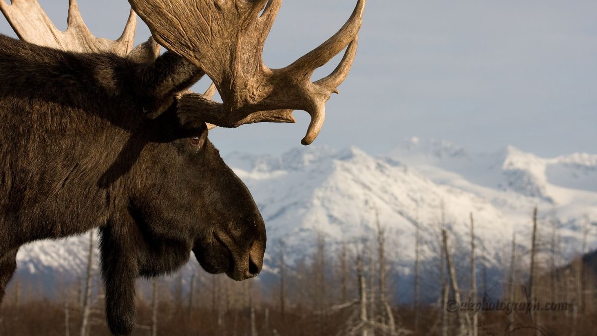 Лось Бутурлина