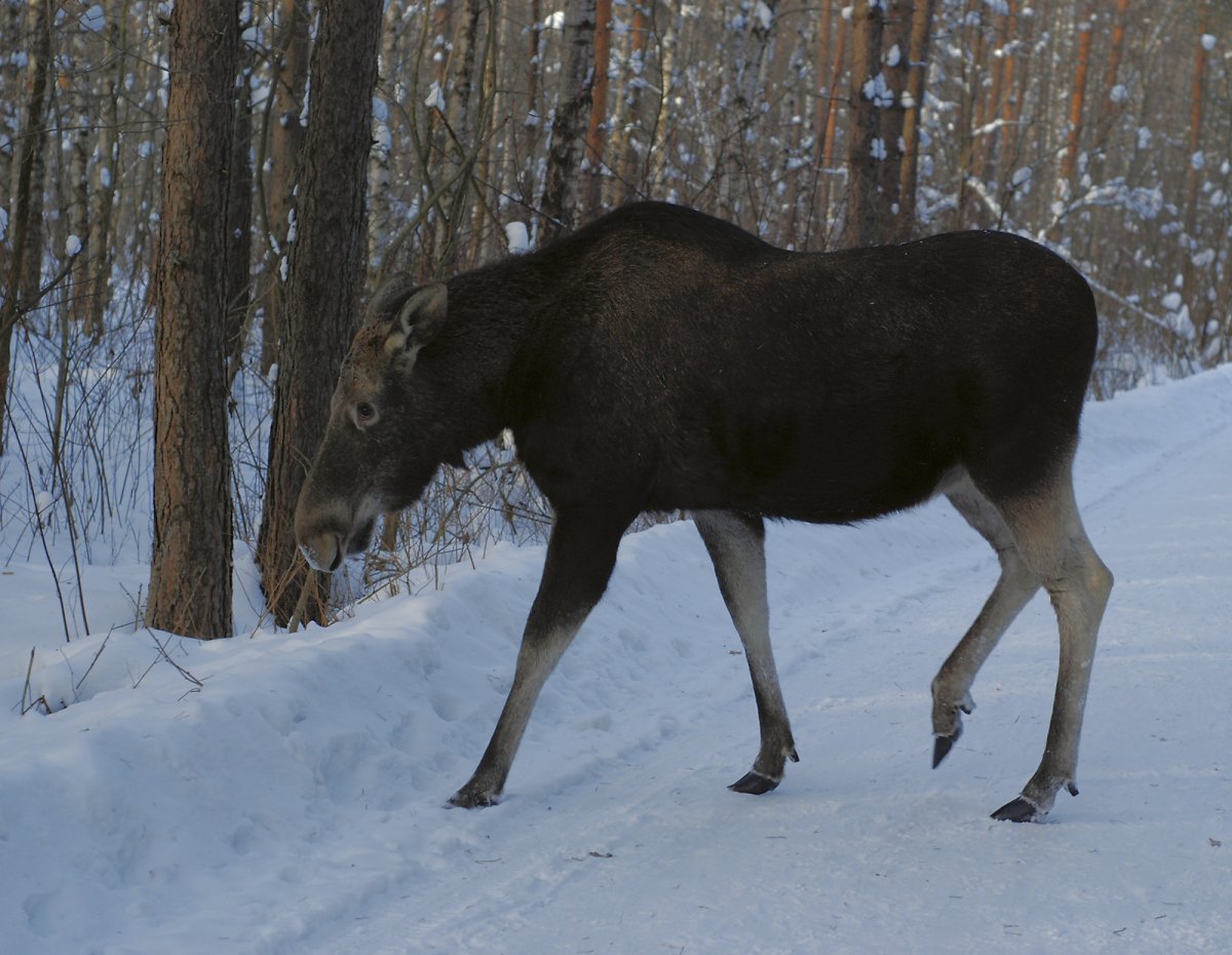 Дикие звери Костромской области