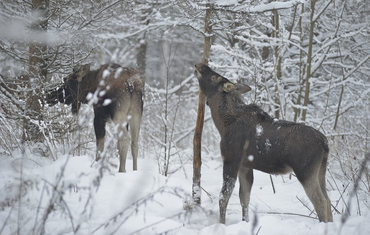 Лось зимой