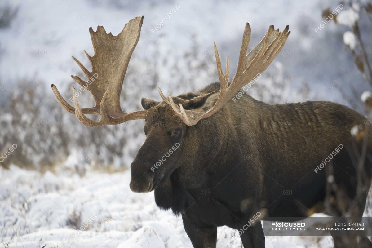 Лосиная гора