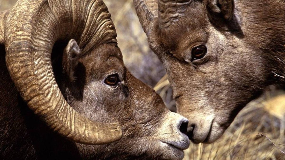 Горный баран Марко поло