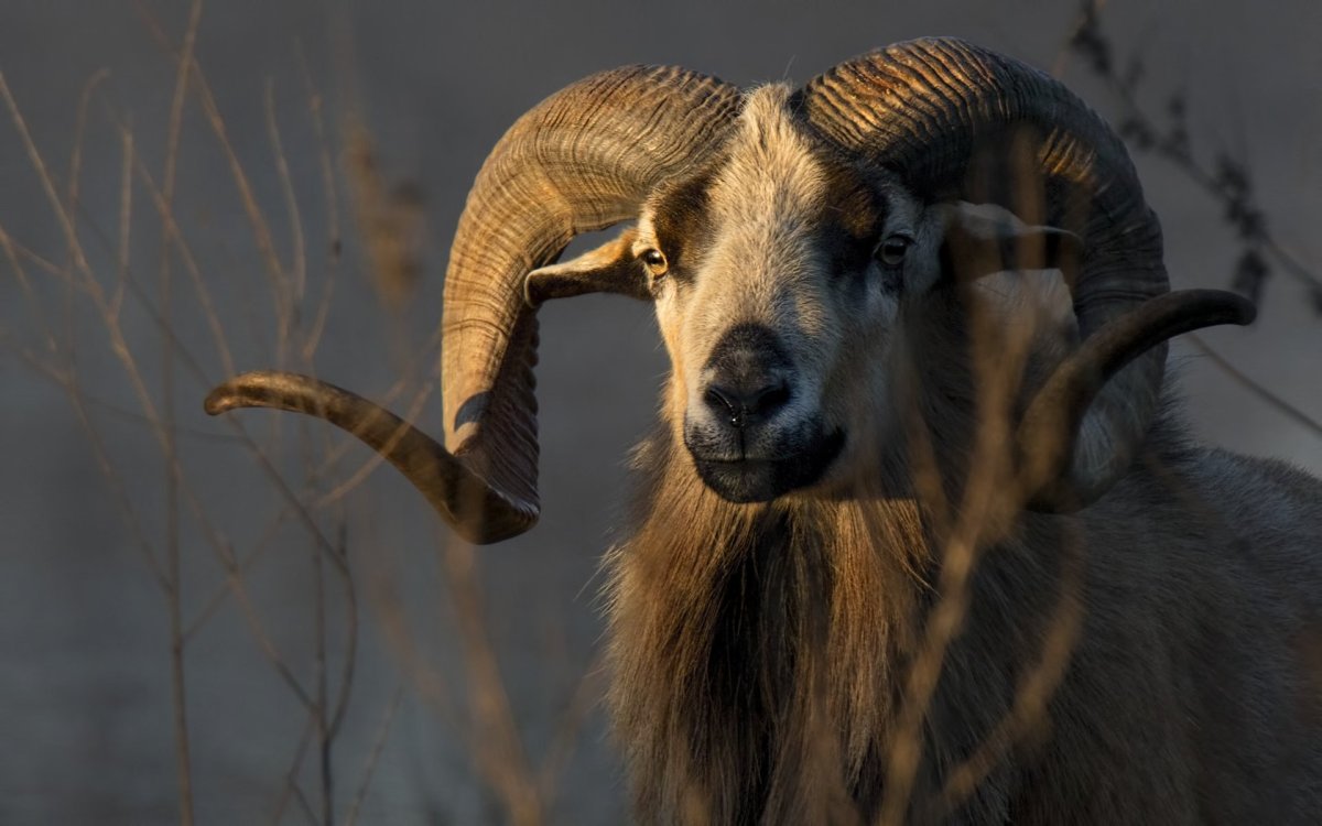 Козерог Capricornus арт