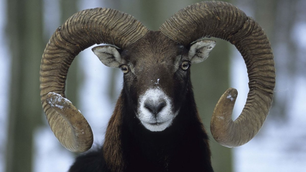 Wooloo Sheep Pokemon