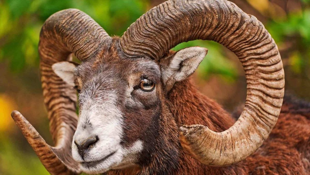 Рога барана