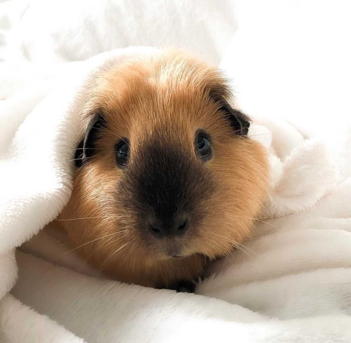 Милые морские свинки