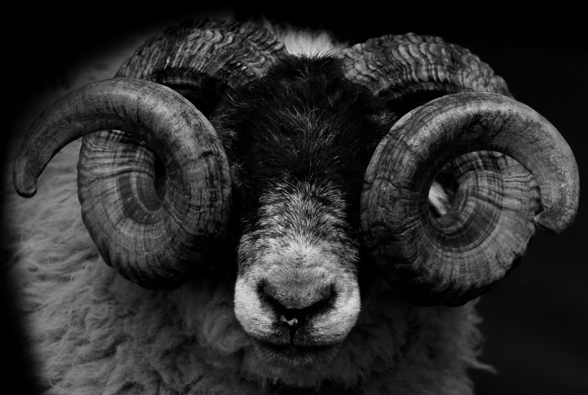 Баран Северцова Узбекистан