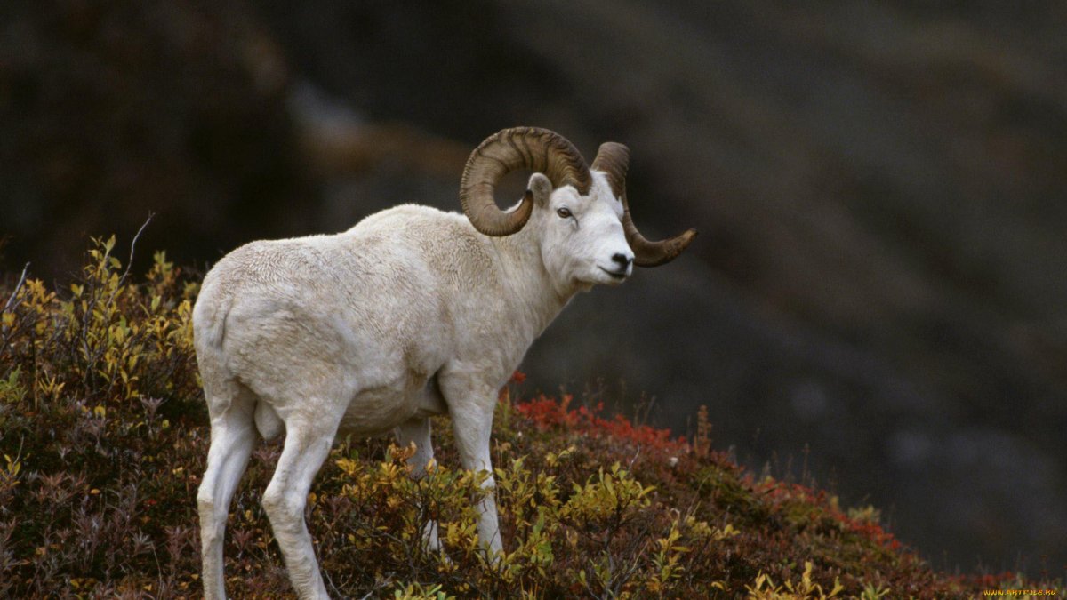 Муфлон мохнорылый