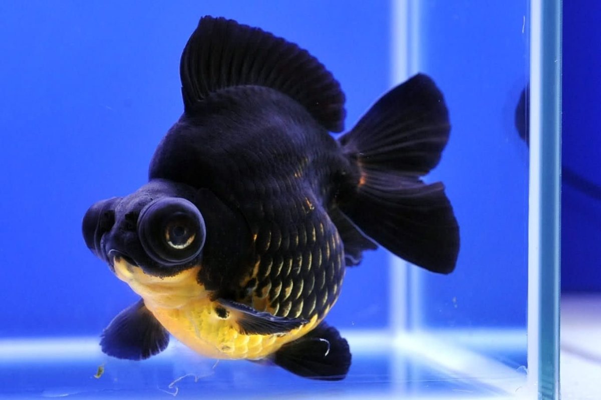 Рыбка Звездочет