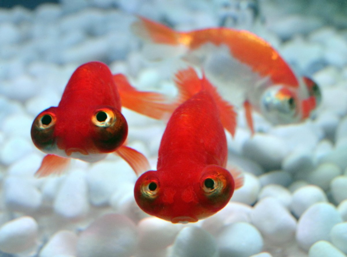 Золотая рыбка телескоп Звездочет