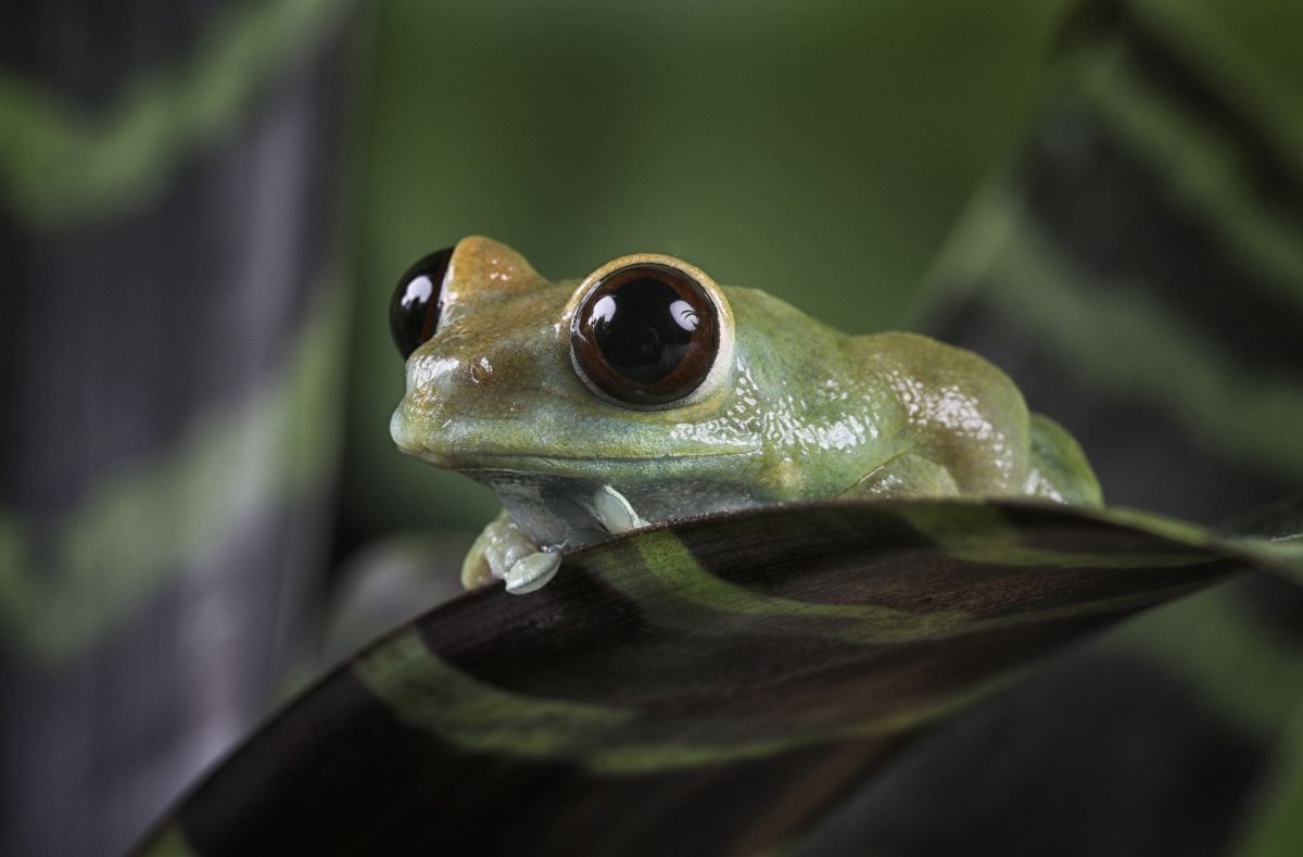 Рыба с квадратной головой