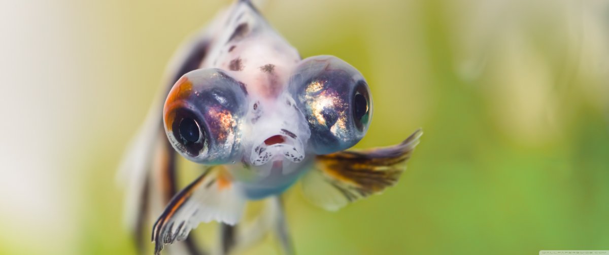 Золотая рыбка аквариумная телескоп