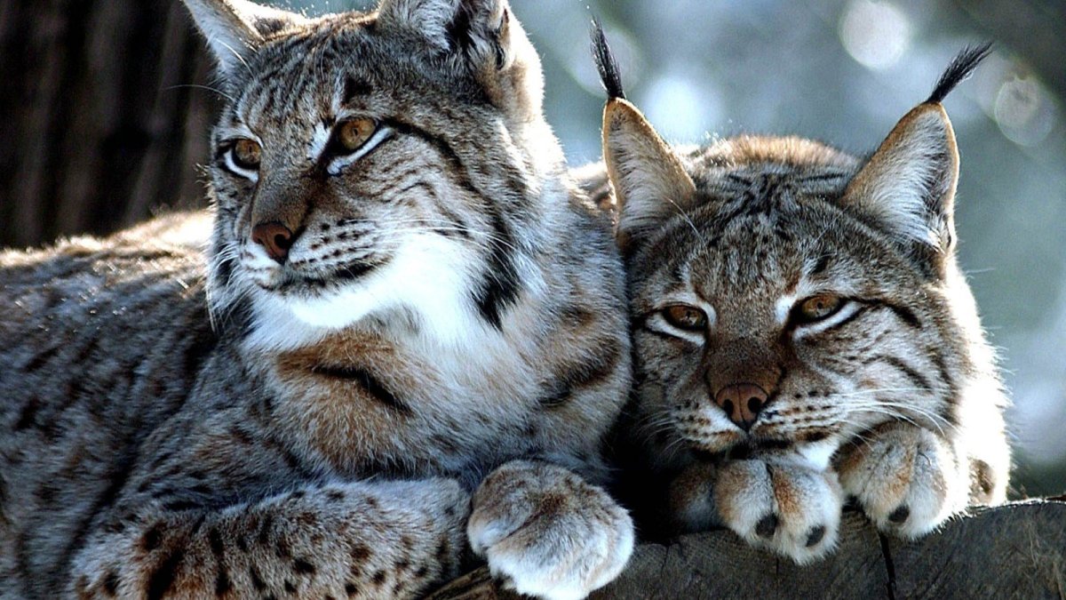 Камышовый кот злой