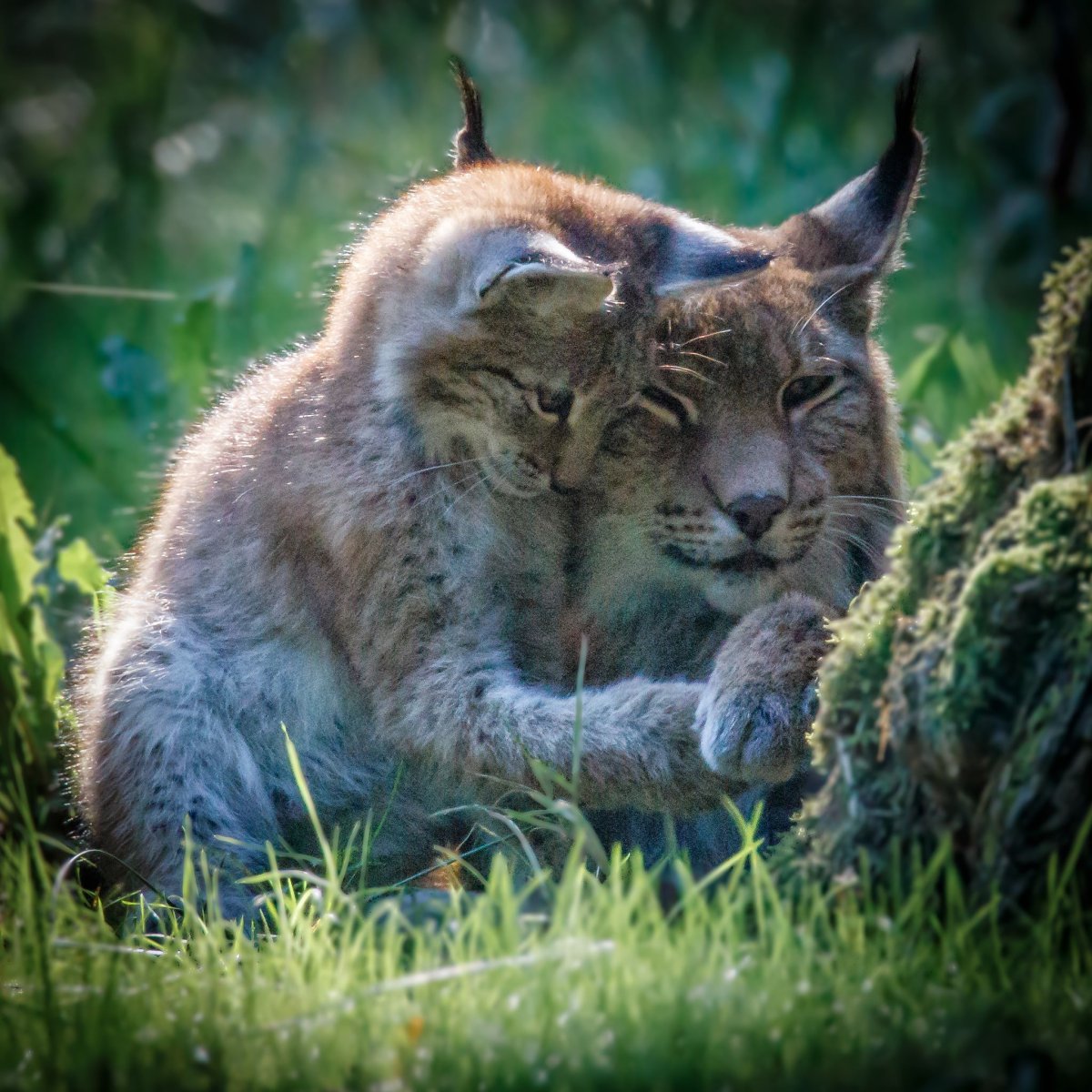 Рыси любовь