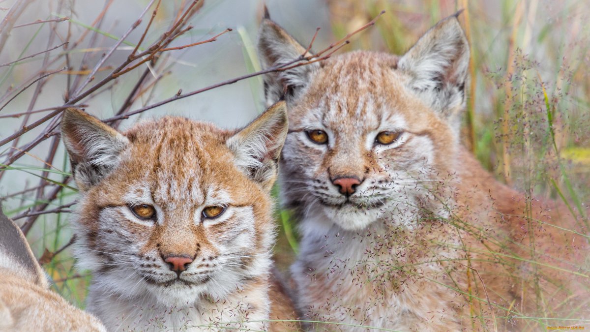 Рысь красивые фотографии