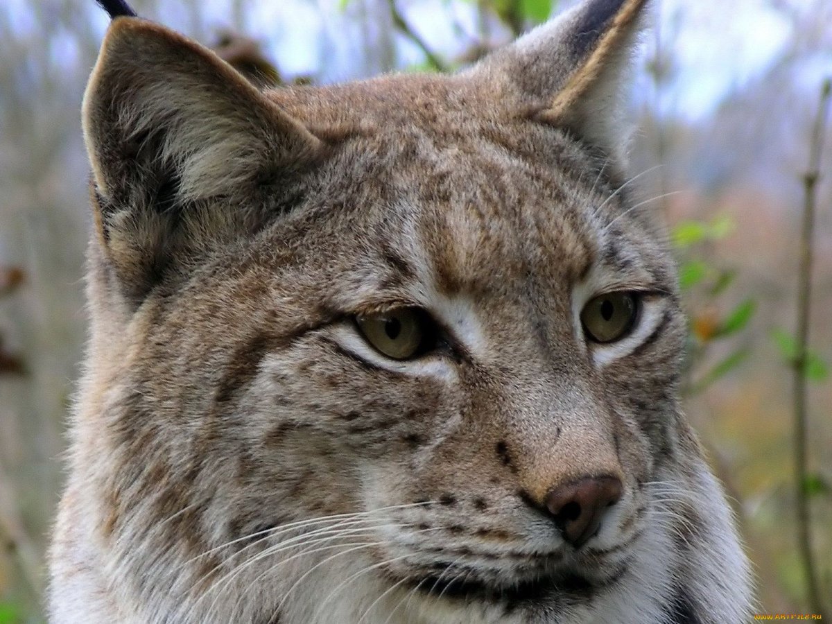 Рысь дымчатая