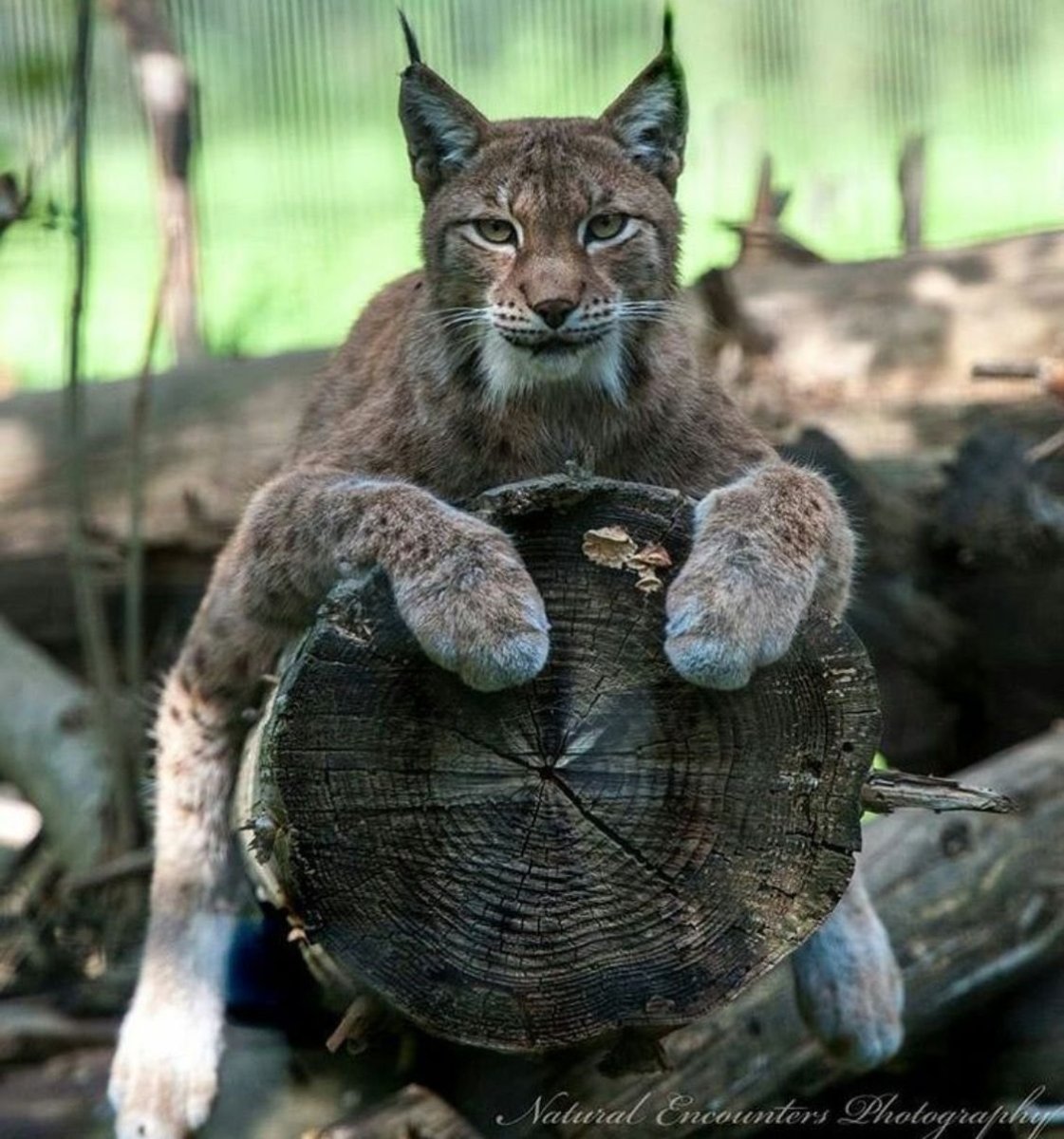 Канадская Рысь