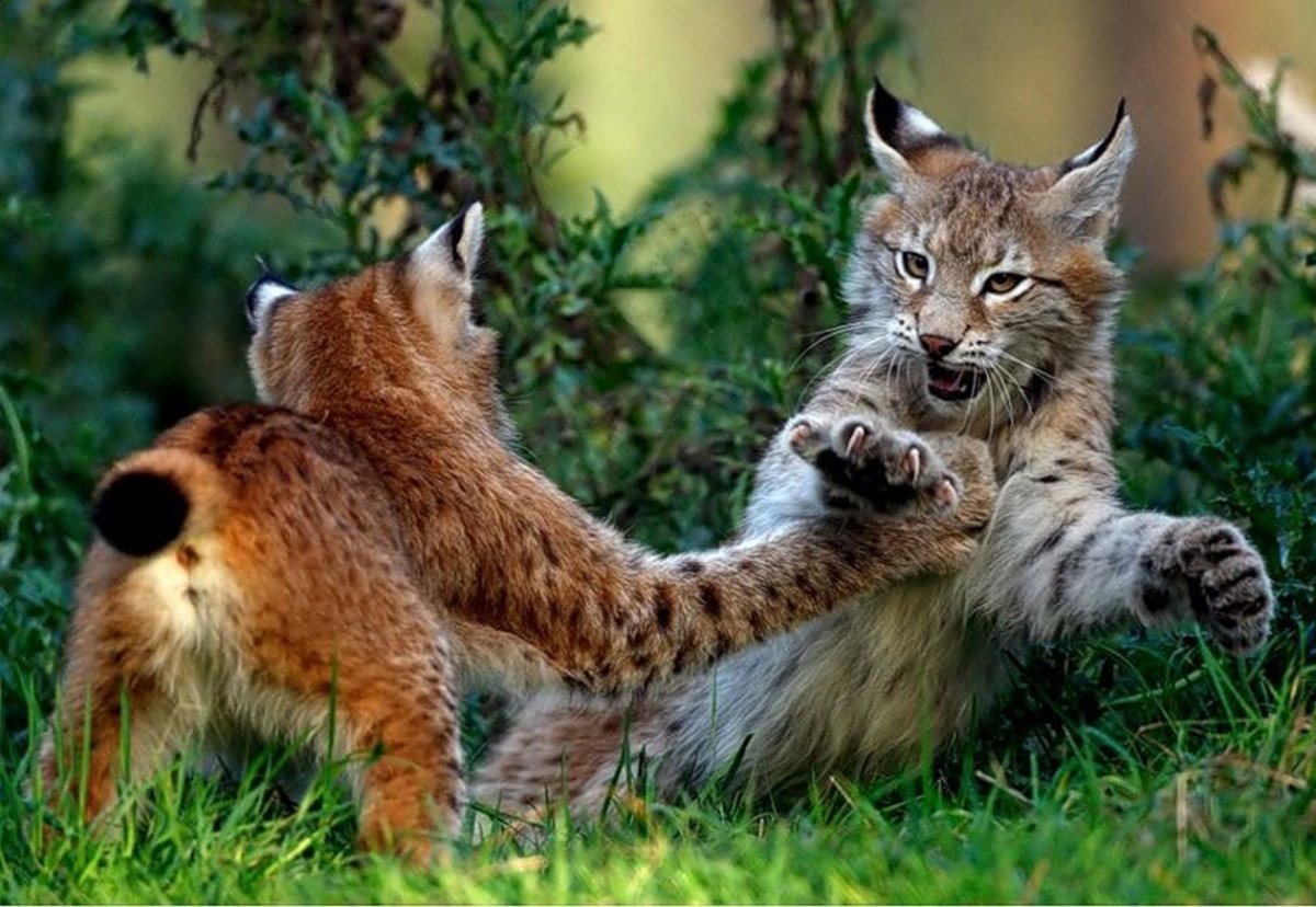 Рысь аватарка