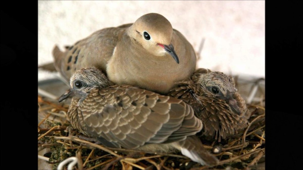 Кольчатая Горлица птенцы