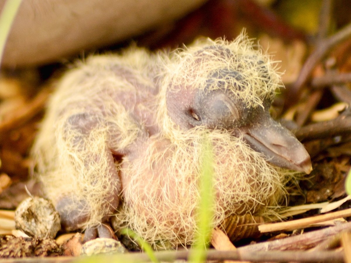 Птенец горлицы