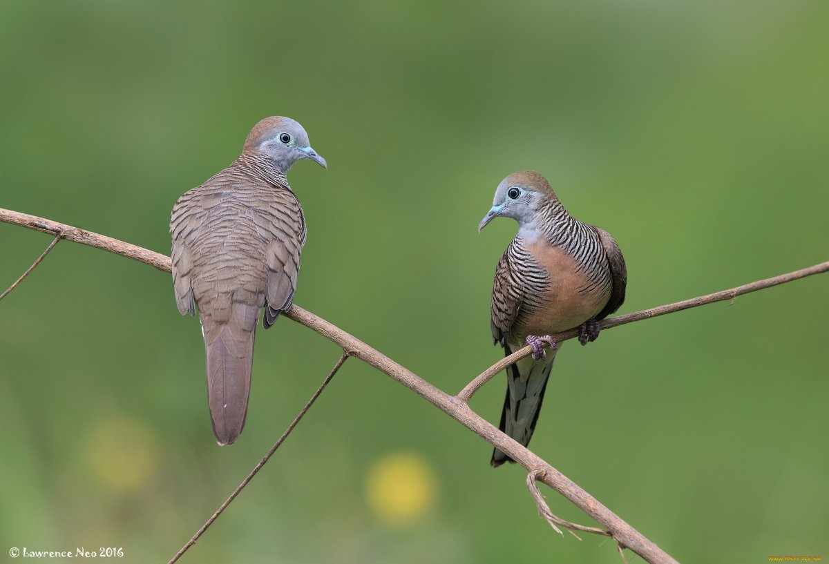 Горлица Сокорро