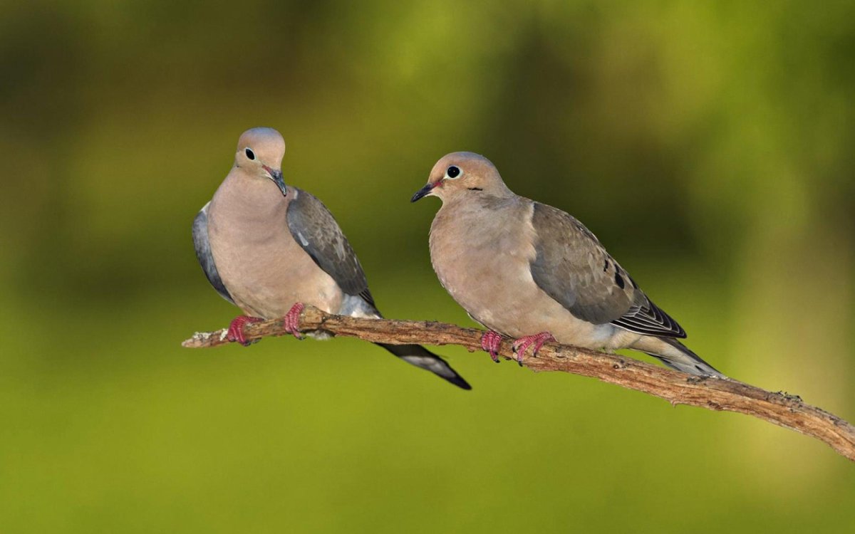Белый хохлатый голубь