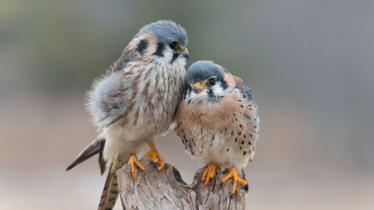 Горлица Горлица голубь