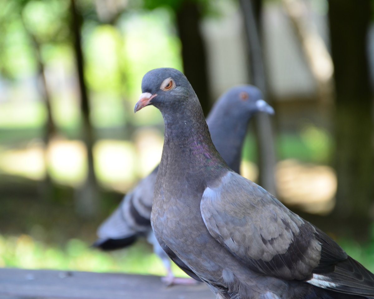 Розовошейный голубь