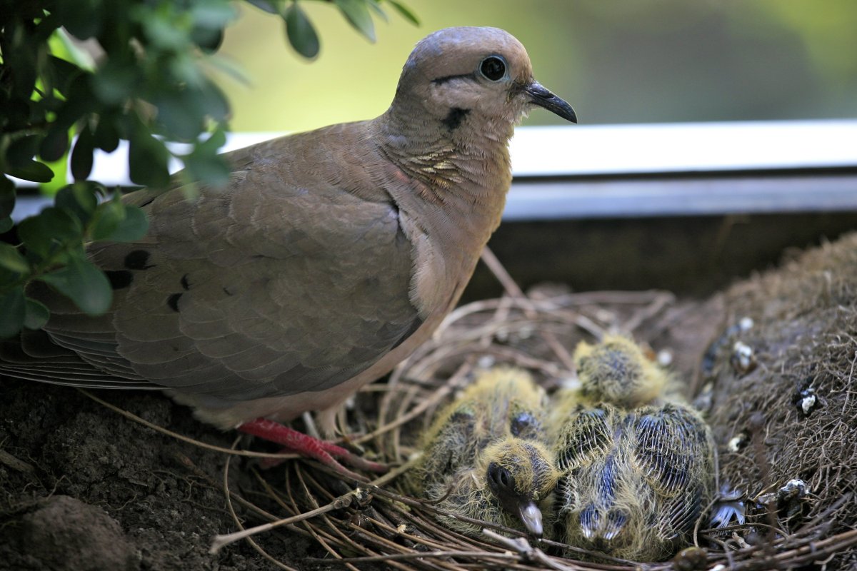 Голубята птенцы