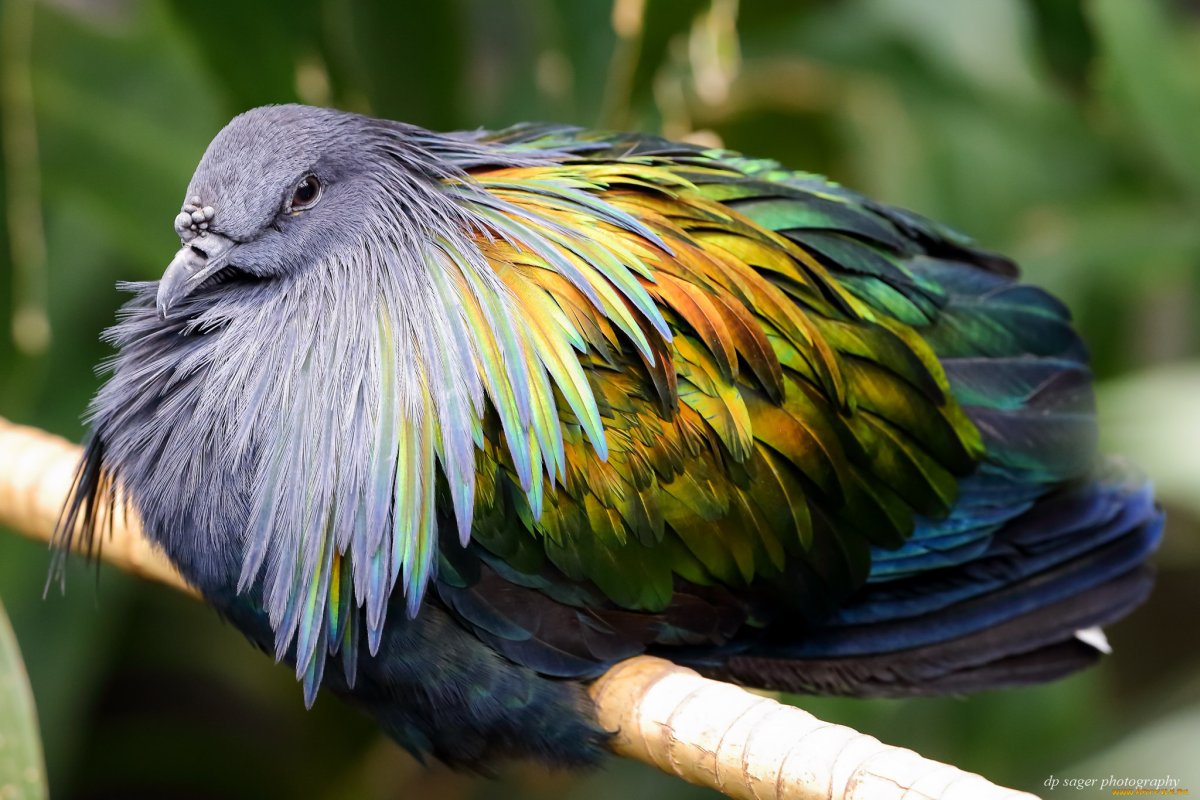 Зеленокрылая Горлица