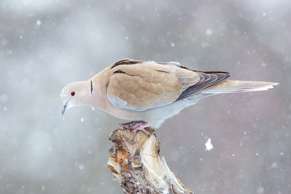 Добрая птица