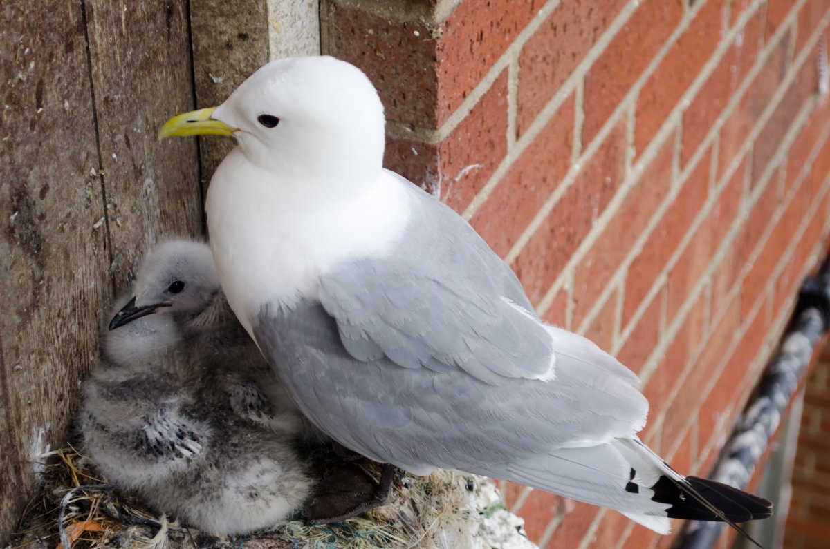 Райская мухоловка птица