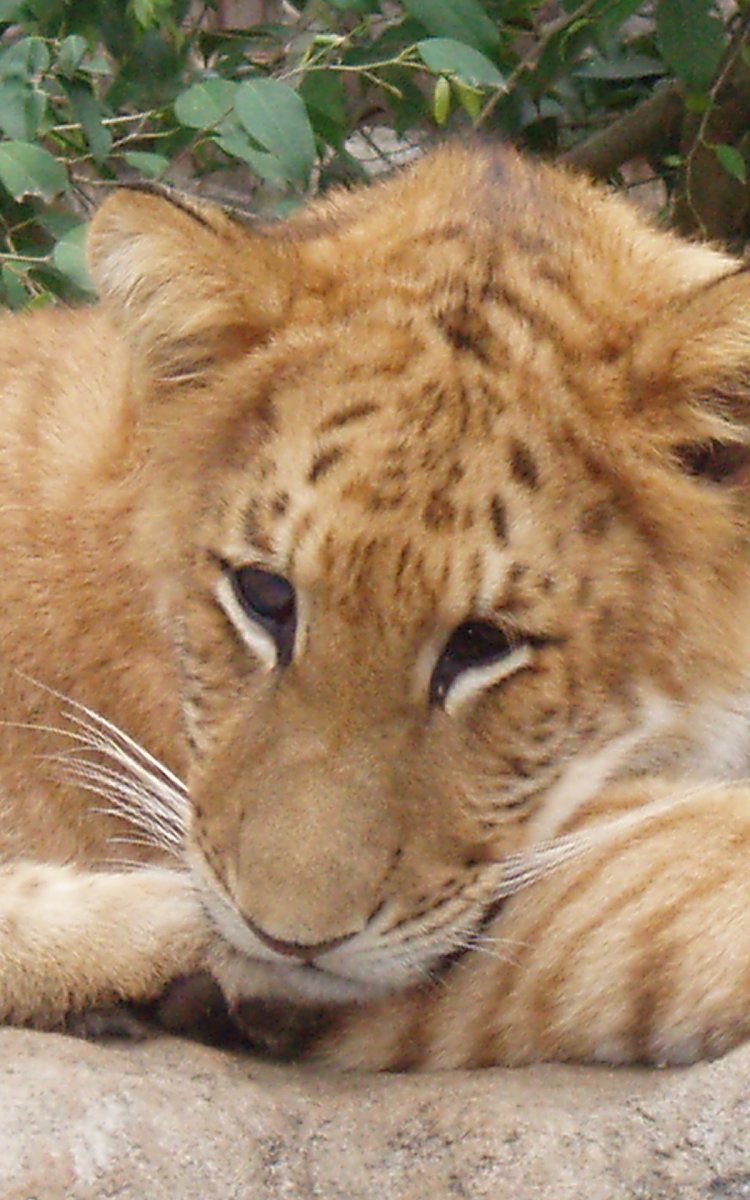 Лигр и тигролев Геркулес