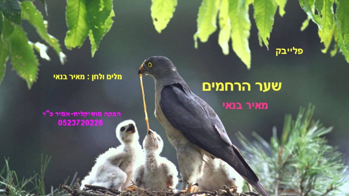 Птенцы в гнезде