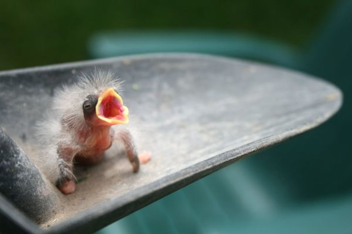 Амадины тигровые