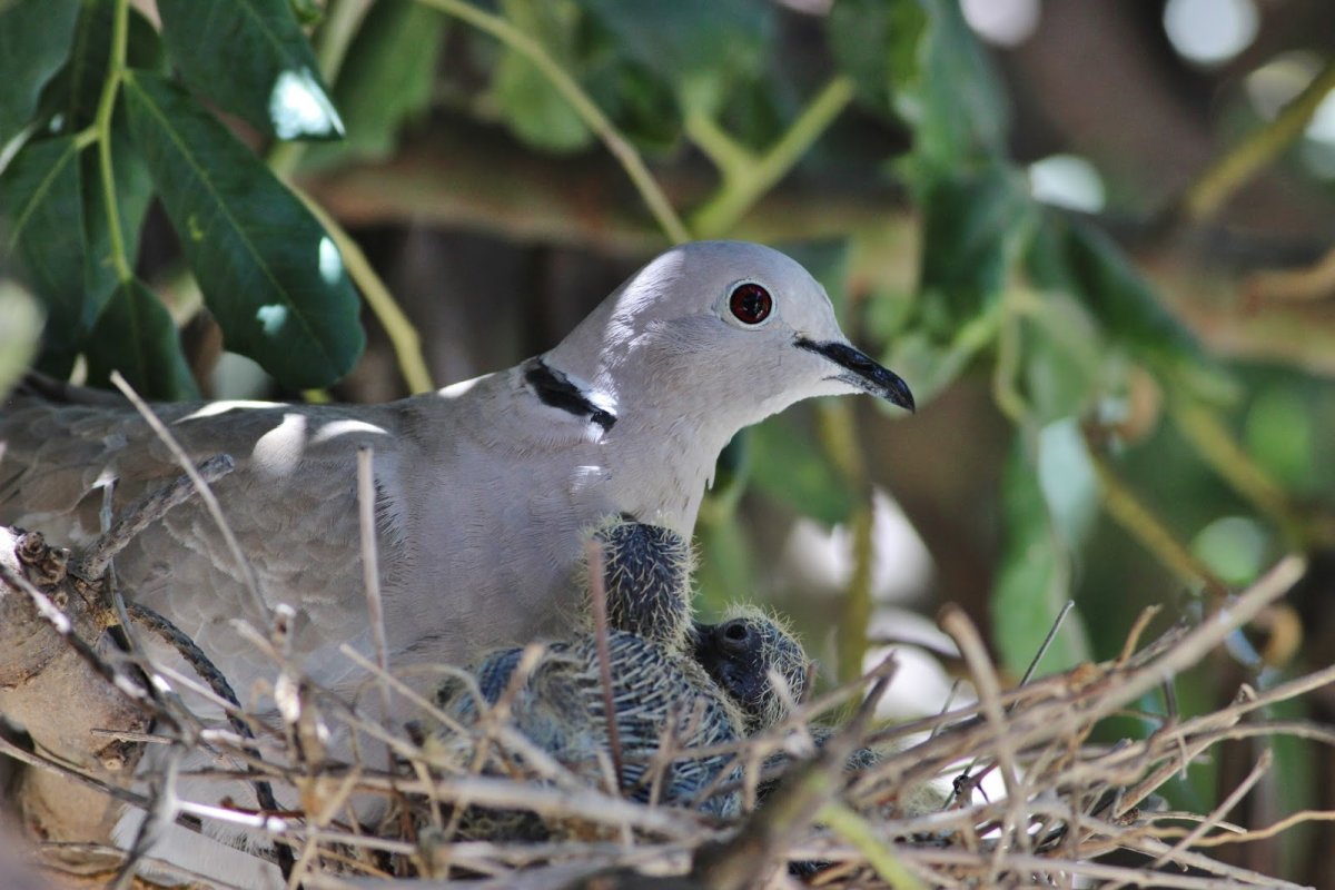 Вяхирь Горлица