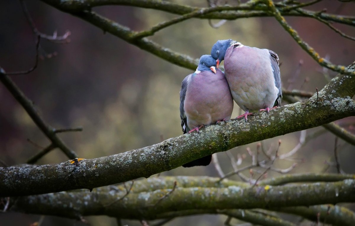 Веероносный венценосный голубь