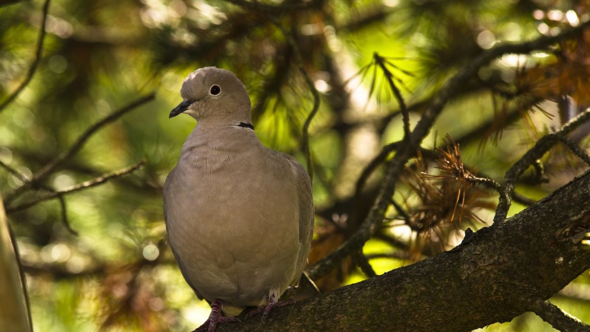 Влюбленные птицы