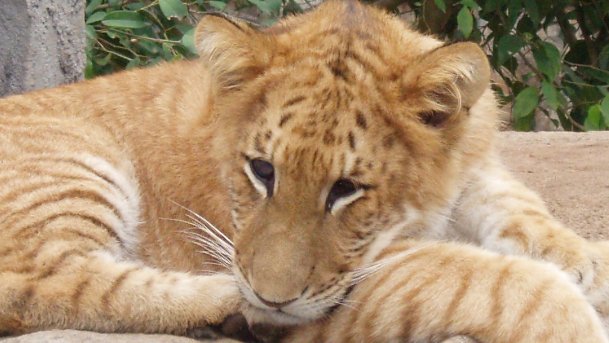 Лигр Геркулес