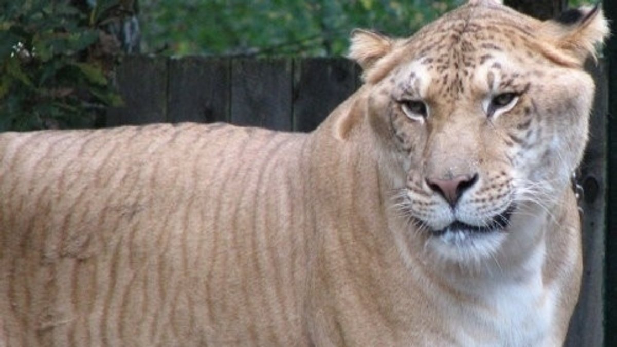 Лигр гибрид Льва и тигра