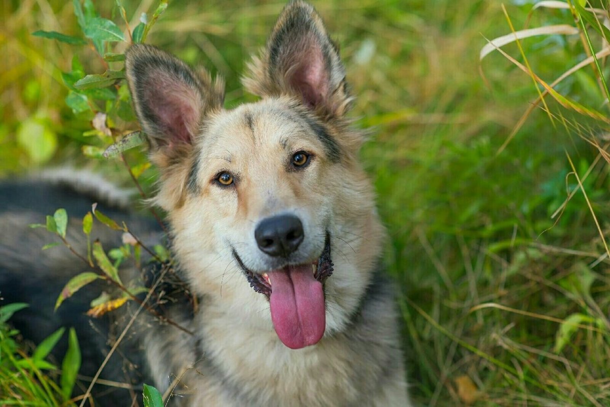 Метис лайки и овчарки