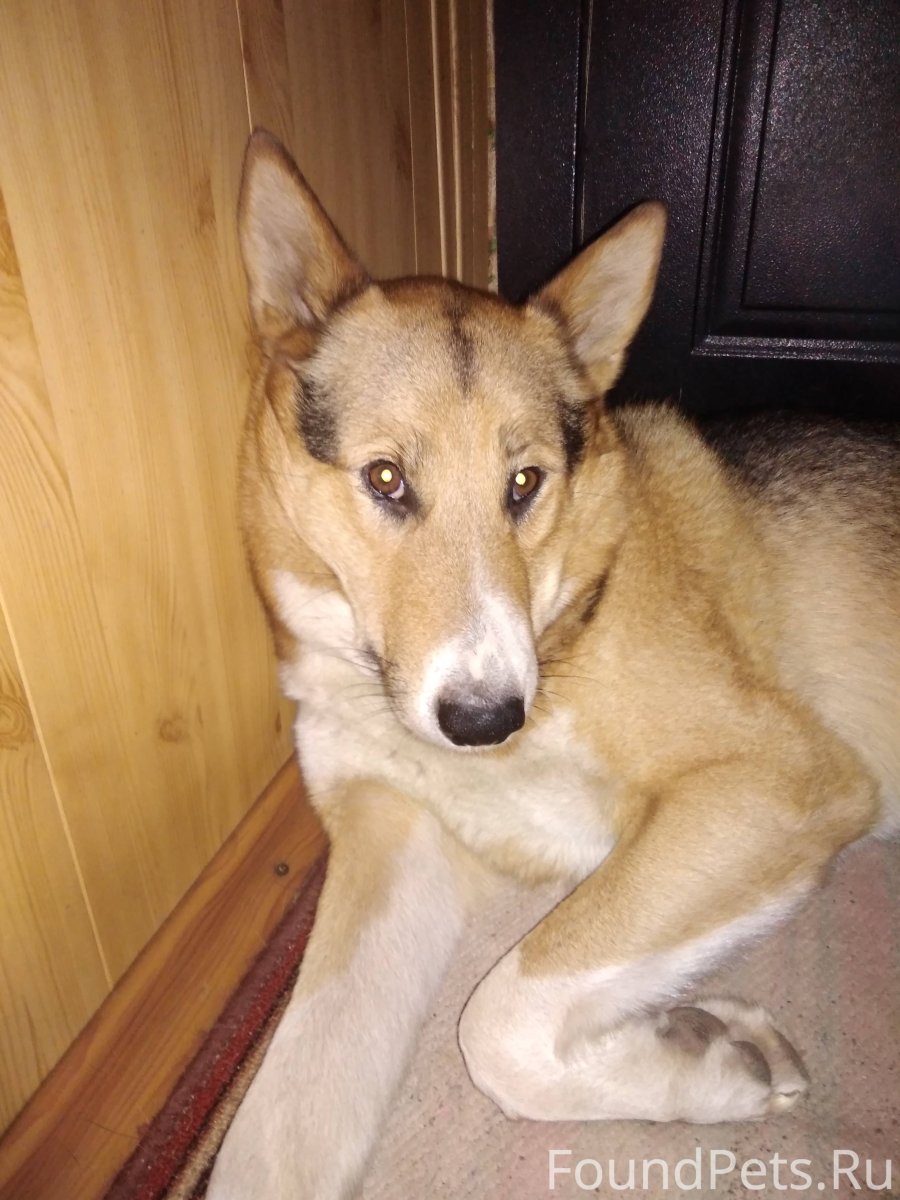 Герберийский шепски