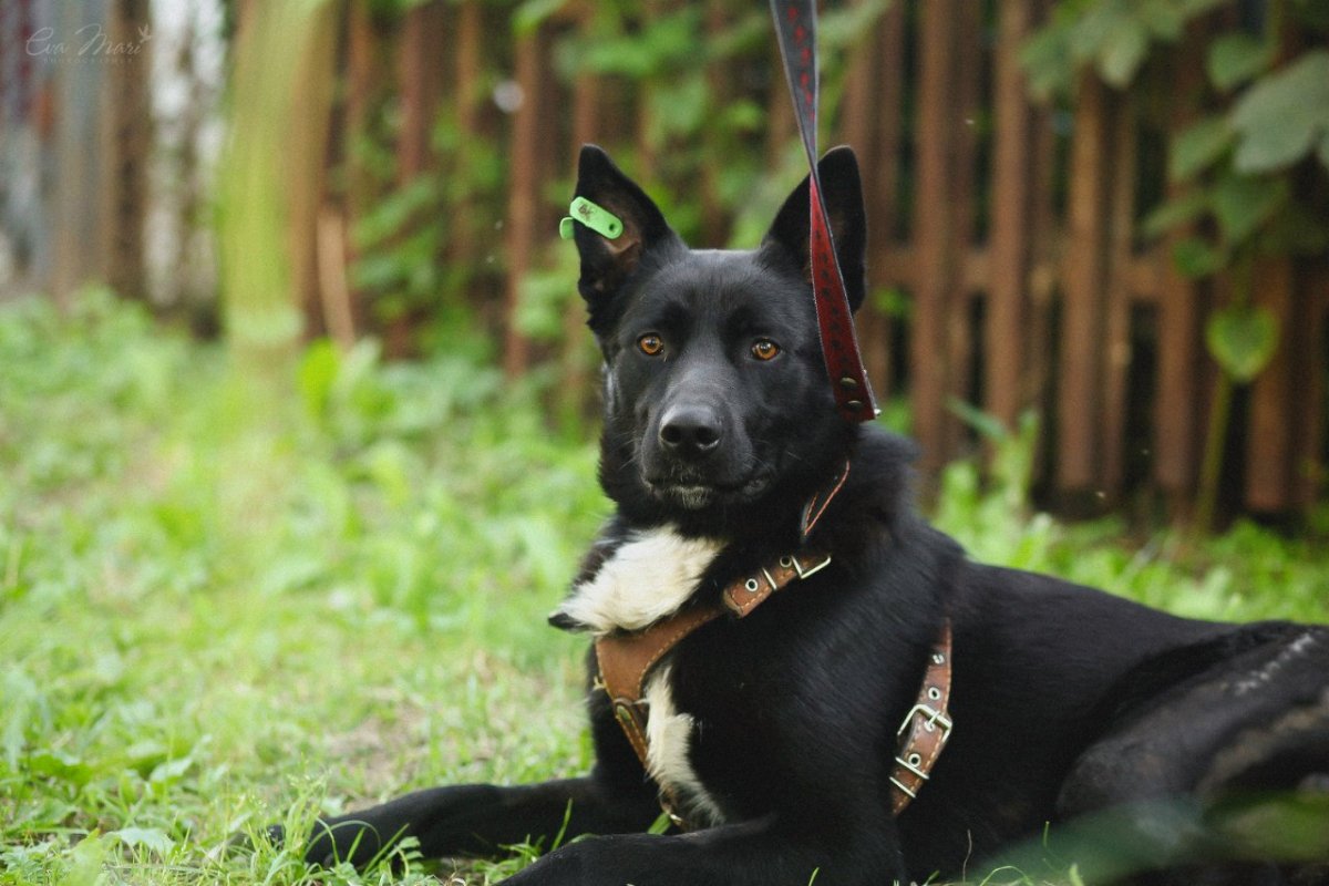 Помесь хаски и немецкой овчарки